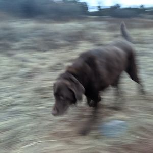 Meet your Posher, Carol